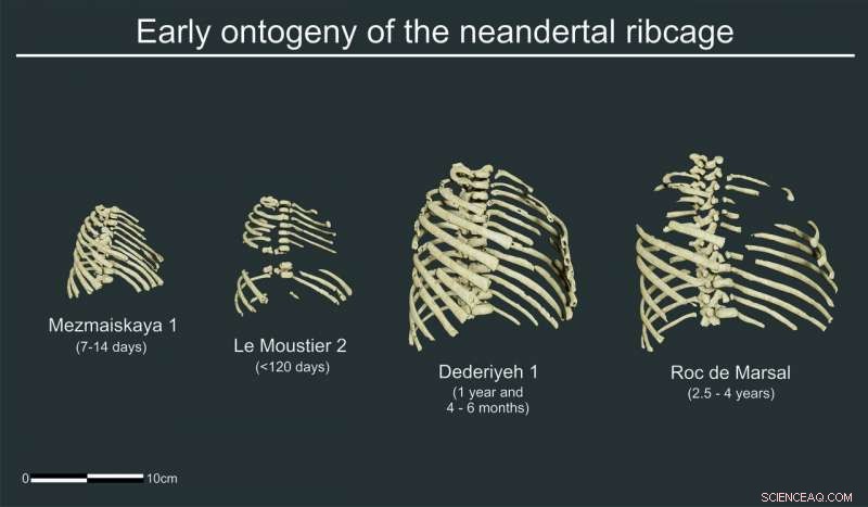 Newborn Neanderthals Had a Robust, Adult‑Like Thoracic Cage, Study Finds