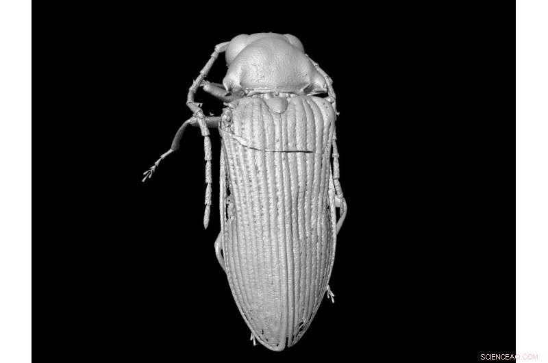Revealing Cretaceous Beetle Morphology: Advanced Micro‑CT Reconstruction