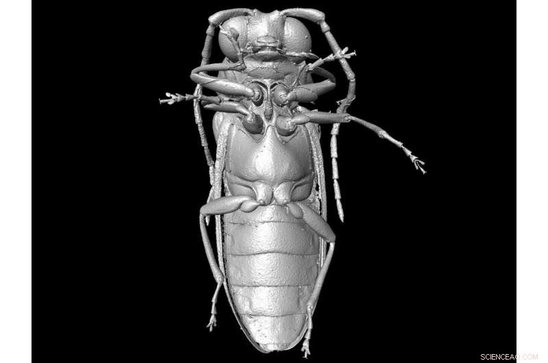 Revealing Cretaceous Beetle Morphology: Advanced Micro‑CT Reconstruction
