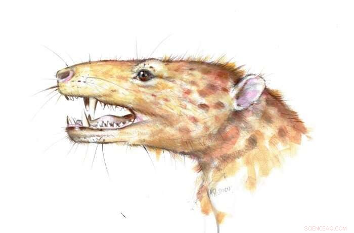 Greenland Jaw Reveals Key Clues to the Evolution of Complex Mammalian Teeth