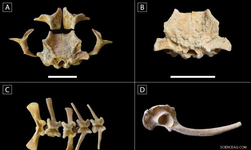 New Evidence Unveils Ritual Significance of Classic Maya Sweat Bath in Guatemala