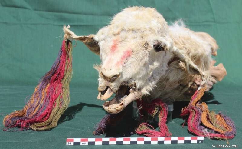 Evidence Suggests the Inca Buried Llamas Alive During Ritual Ceremonies