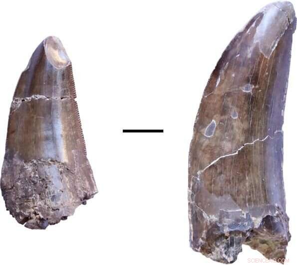 Dental Marks Reveal Dinosaur Feeding Strategies in China