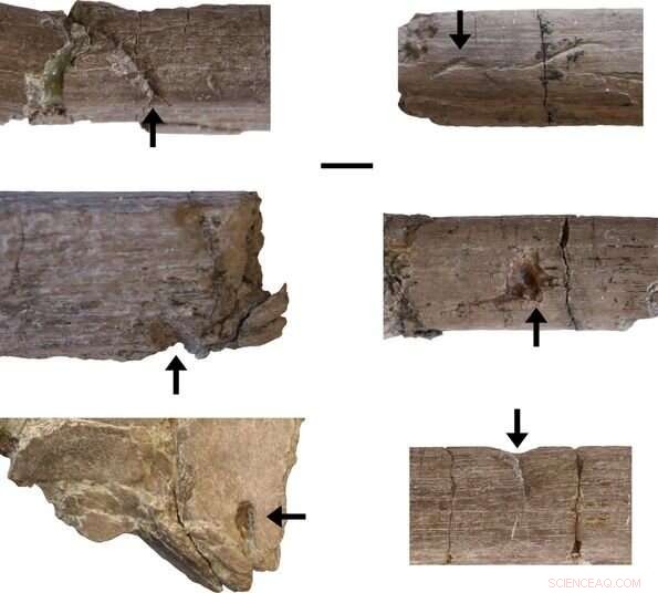 Dental Marks Reveal Dinosaur Feeding Strategies in China