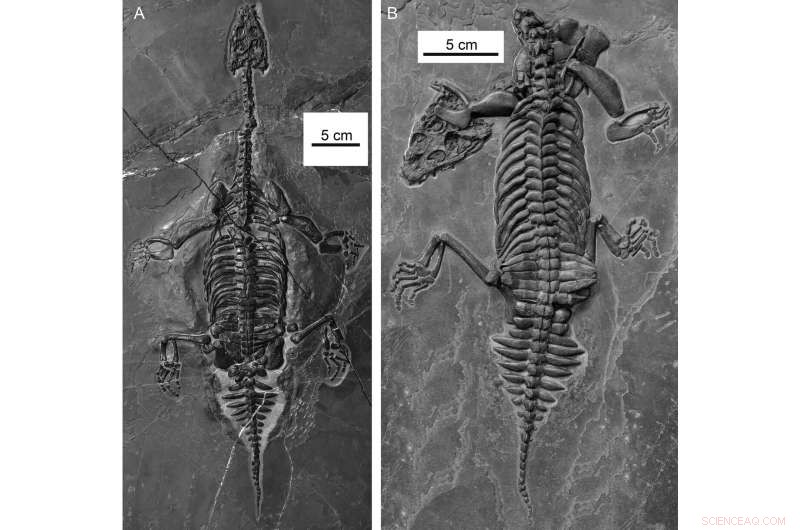 Ancient Marine Predator Revealed: A Built-In Floater from the Cretaceous Seas