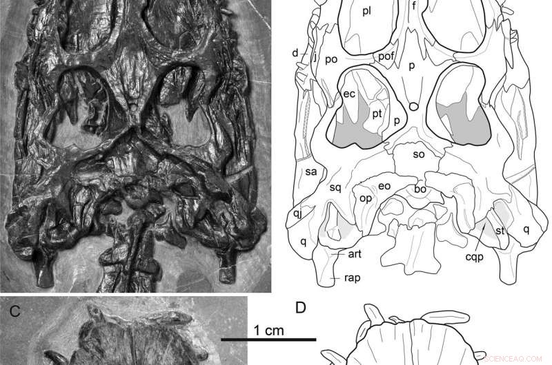 Ancient Marine Predator Revealed: A Built-In Floater from the Cretaceous Seas