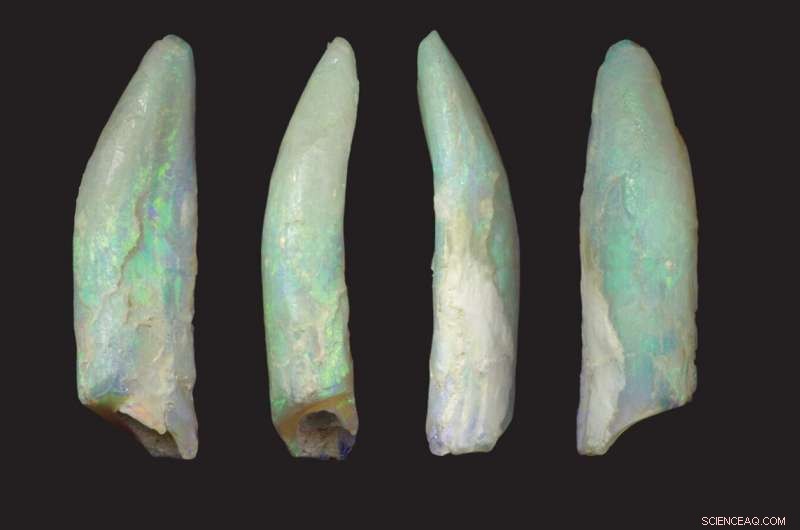 Fossilized Teeth Reveal Hidden Diversity Among Extinct Sauropod Dinosaurs