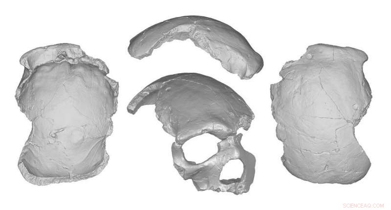 Florisbad Skull Traits Strengthen Mosaic Theory of Human Evolution