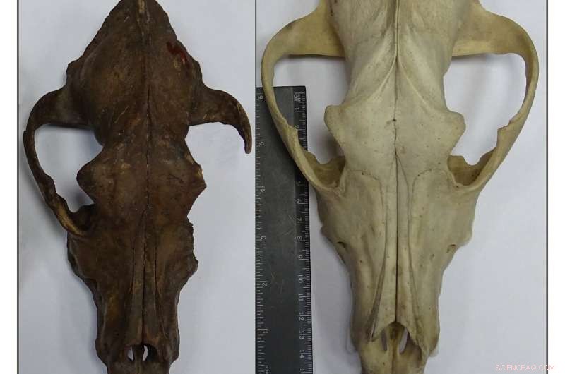 Ancient Dog DNA Study Reveals Diverse Breeds Emerging After the Ice Age