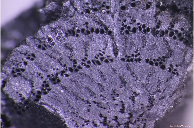 Archaeologists Uncover Resilient Societies Amid Climate Change in Ancient Turkey