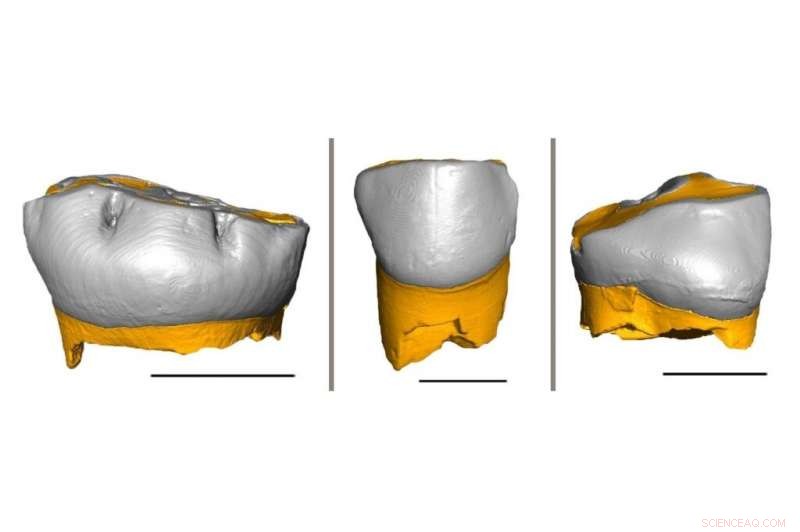 Neanderthal Child Development Mirrors Modern Humans: Growth & Weaning Patterns Revealed