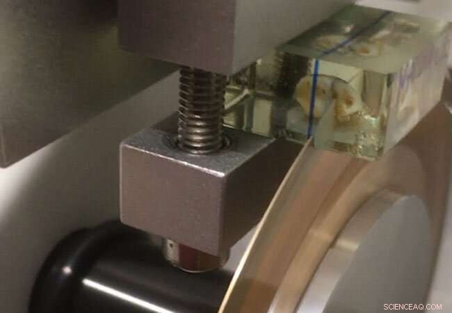 Neanderthal Child Development Mirrors Modern Humans: Growth & Weaning Patterns Revealed