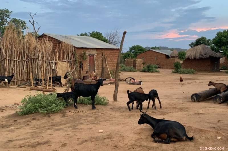 How Seasonal Harvest Cycles Shape Zambia s Rural Agriculture and Farmers  Livelihoods