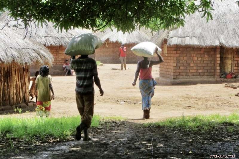 How Seasonal Harvest Cycles Shape Zambia s Rural Agriculture and Farmers  Livelihoods