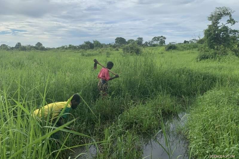 How Seasonal Harvest Cycles Shape Zambia s Rural Agriculture and Farmers  Livelihoods