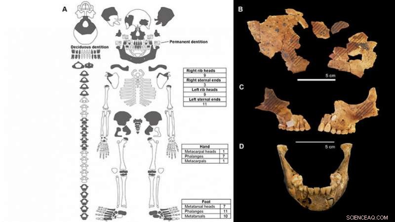 Ancient 8,000‑Year‑Old Child Burial on Alor Island Unveils Early Holocene Rituals