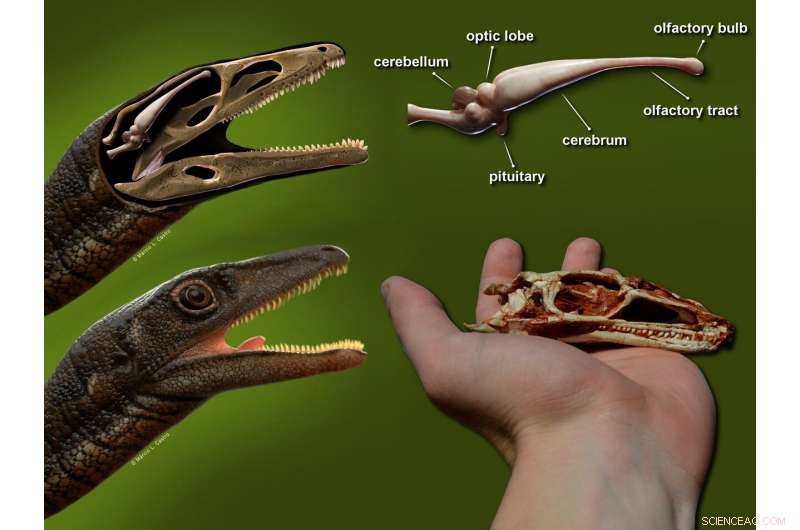 Scientists Reconstruct First Complete Brain of One of the Oldest Dinosaurs
