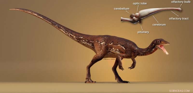 Scientists Reconstruct First Complete Brain of One of the Oldest Dinosaurs