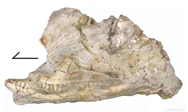 Newly Unearthed Lizard Skull Reveals Unknown Extinct Species