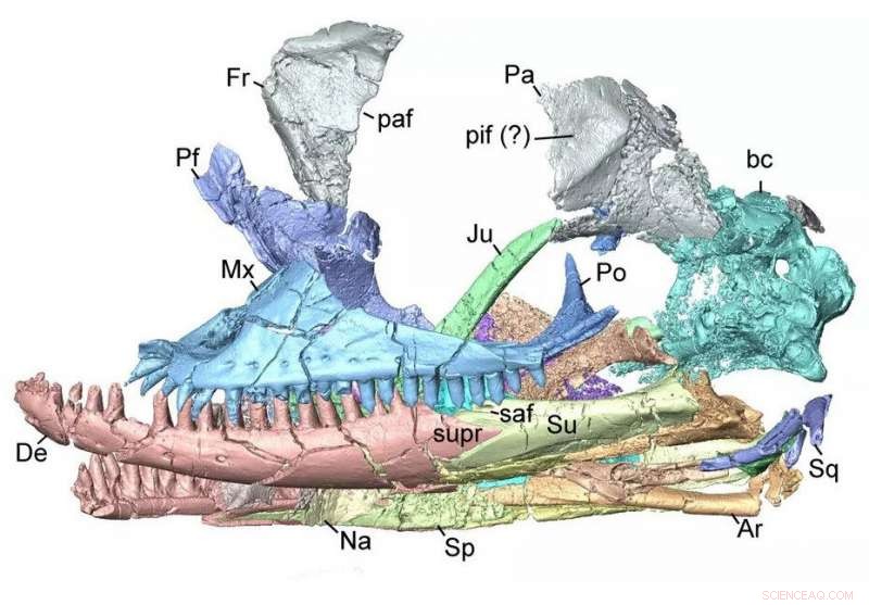 Newly Unearthed Lizard Skull Reveals Unknown Extinct Species