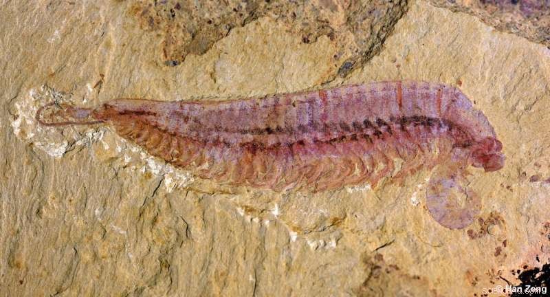 520‑Million‑Year‑Old Five‑Eyed Fossil Illuminates Arthropod Origins