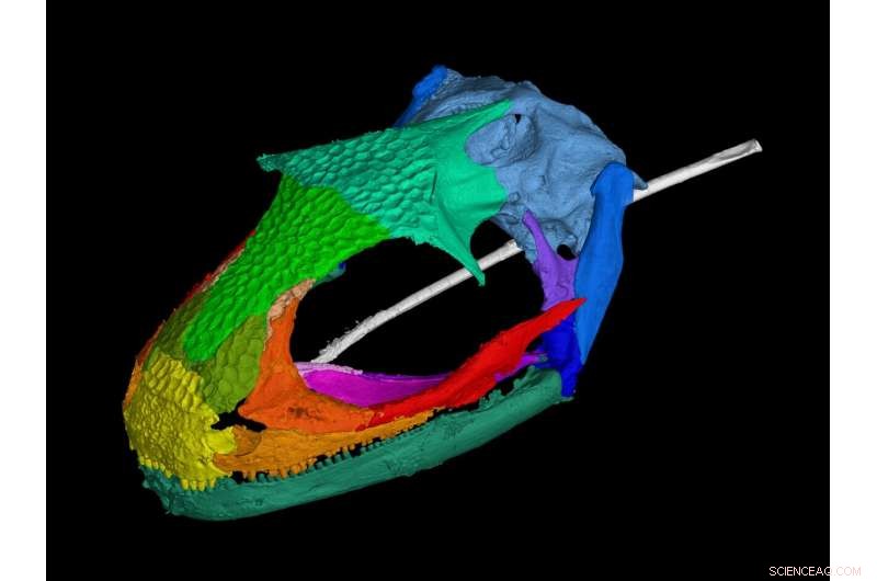 First Fossil Evidence of Rapid-Tongue Mechanism in Ancient Albanerpetontid Amphibians