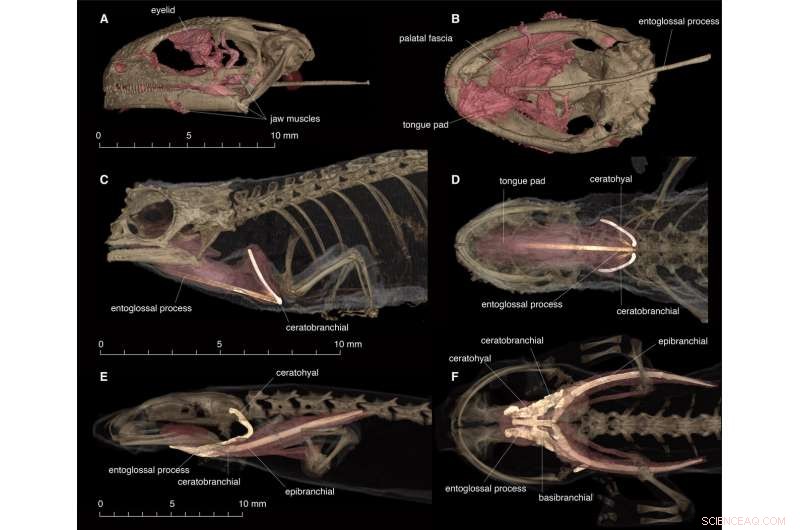 First Fossil Evidence of Rapid-Tongue Mechanism in Ancient Albanerpetontid Amphibians