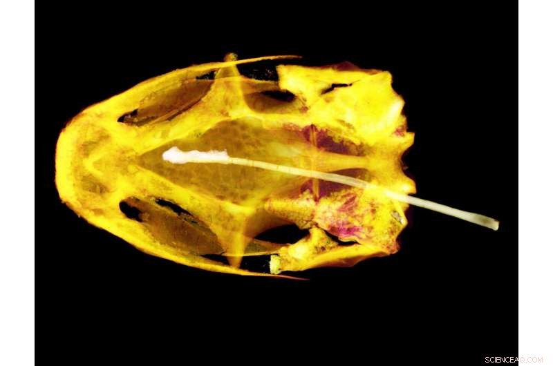 First Fossil Evidence of Rapid-Tongue Mechanism in Ancient Albanerpetontid Amphibians