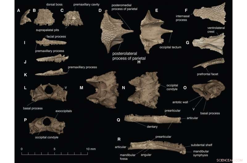 First Fossil Evidence of Rapid-Tongue Mechanism in Ancient Albanerpetontid Amphibians