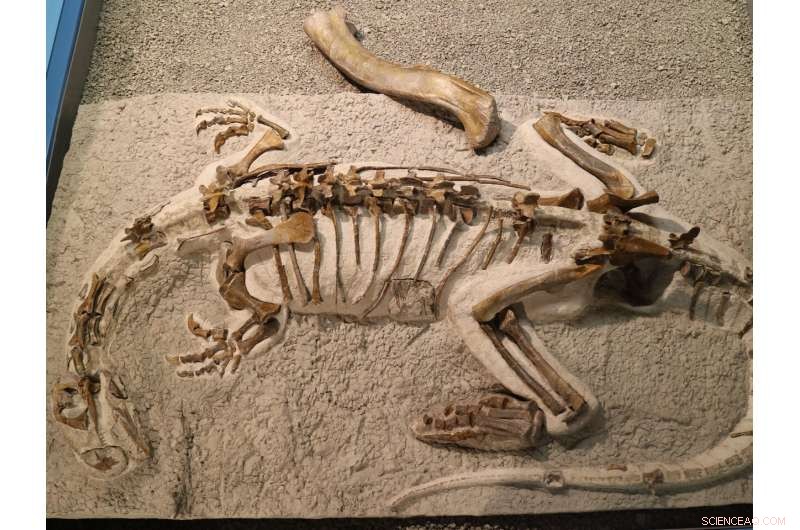 Baby Plateosaurus: How Juvenile Dinosaurs Compared to Adults