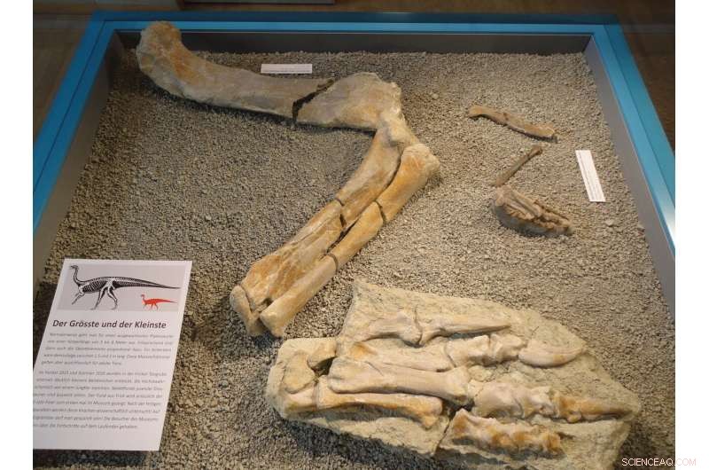 Baby Plateosaurus: How Juvenile Dinosaurs Compared to Adults