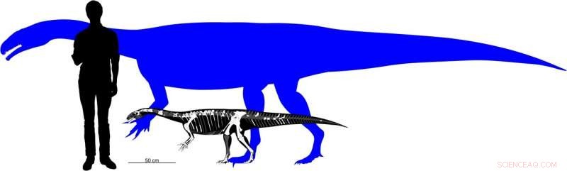 Baby Plateosaurus: How Juvenile Dinosaurs Compared to Adults