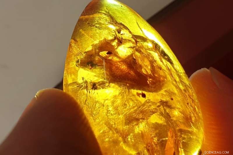 Tiny Amphibian That Outlived Dinosaurs Reveals Earliest Rapid-Tongue Evolution