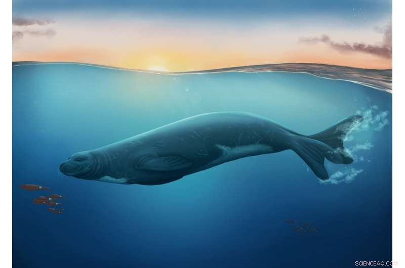Discovery of New Fossil Monk Seal Species Redefines Global Seal Evolution