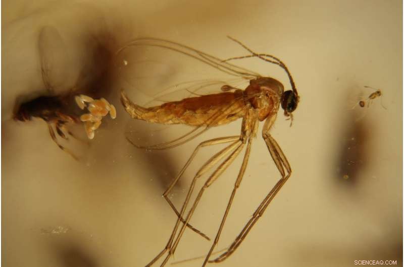 Defining Precise Timeframes for Amber, Copal, and Resin Boosts Biodiversity Loss Research