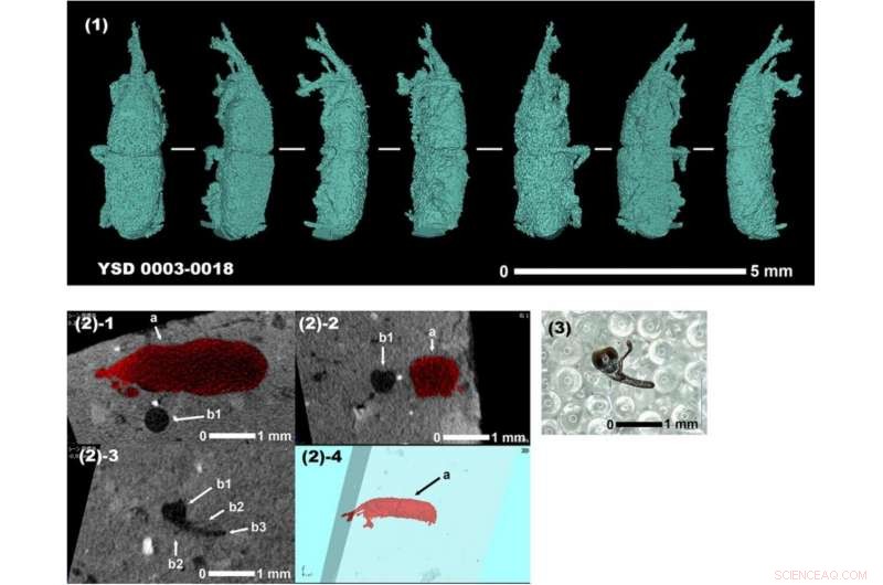 Unveiling Ancient Beetle Impressions: X-Ray Analysis of Late Jōmon Earthenware