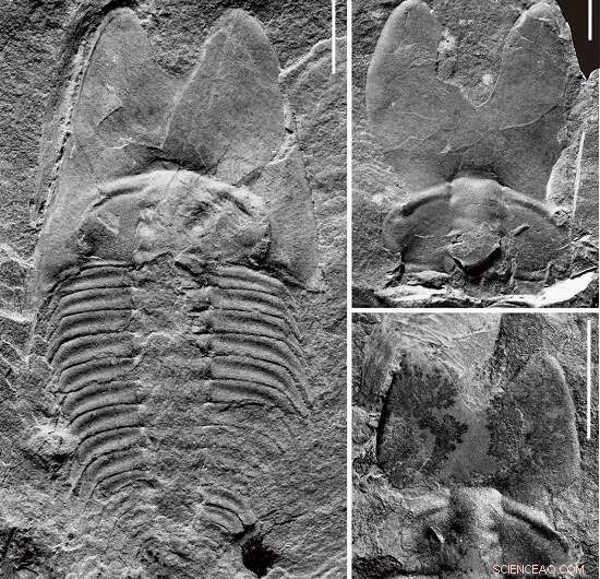 New Trilobite Fossil Unveils Cephalic Specialization in Middle Cambrian Species