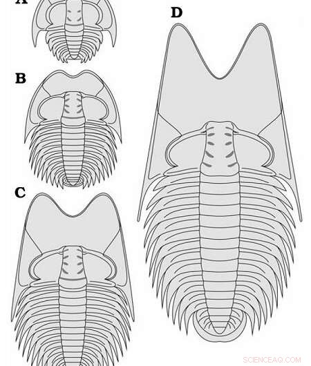 New Trilobite Fossil Unveils Cephalic Specialization in Middle Cambrian Species