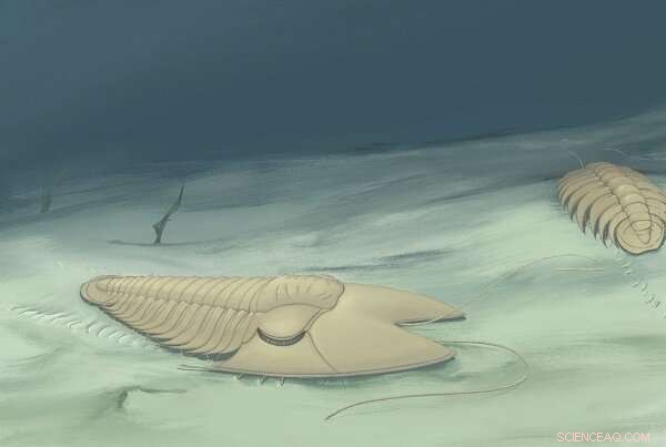 New Trilobite Fossil Unveils Cephalic Specialization in Middle Cambrian Species
