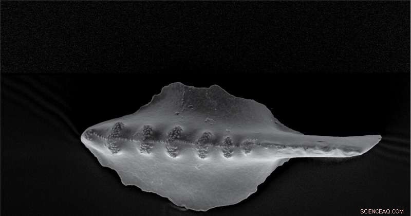 Parallel Evolution Unveiled: Conodonts Reveal Identical Development in Isolated Species