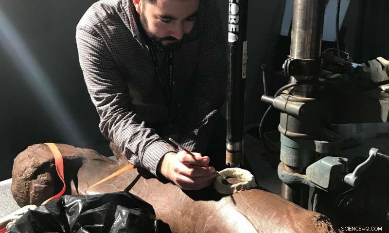 T. rex s Rapid Growth vs. Other Dinosaurs  Steady Development