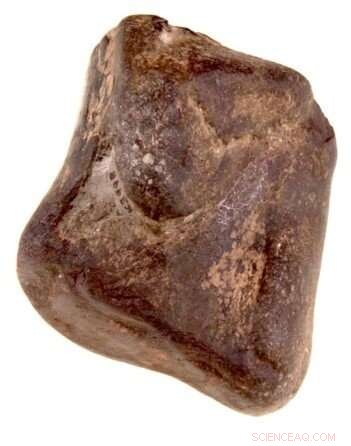 Ireland s Only Dinosaur Fossils Confirmed in Antrim