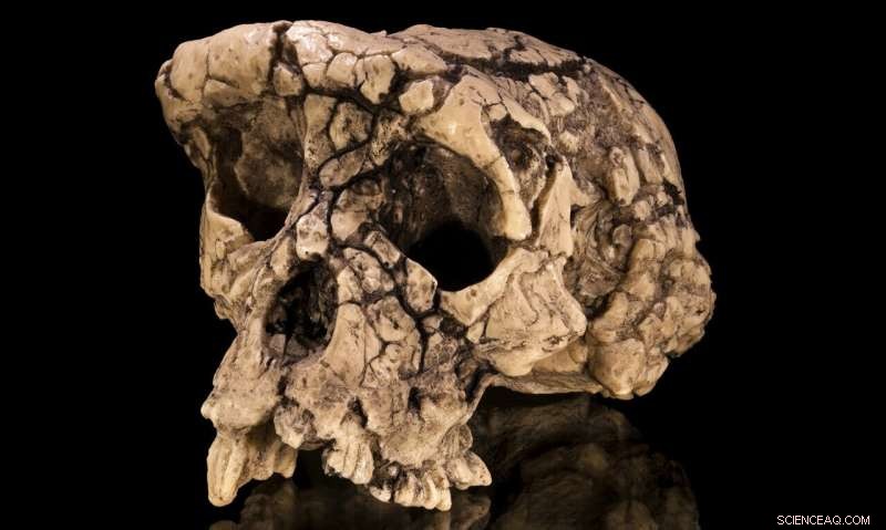 New Femur Analysis Casts Doubt on Sahelanthropus tchadensis as the Earliest Hominin