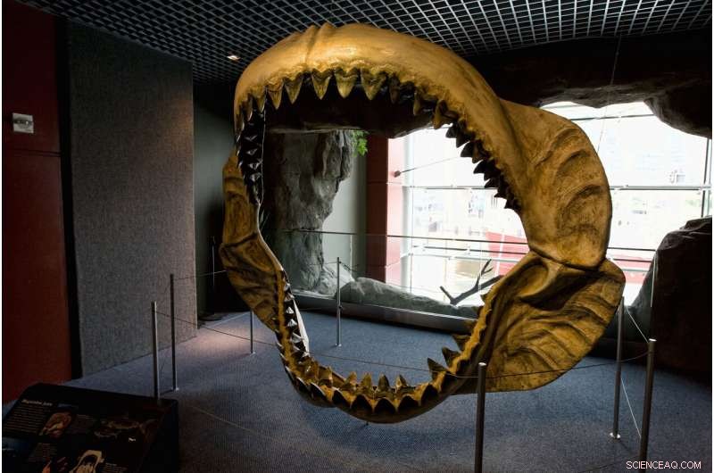 Megalodon Sharks Nurtured Offspring in Shallow-Water Nurseries, New Study Shows