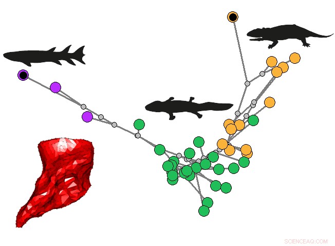 From Aquatic to Terrestrial: The Humerus Evolution of Early Tetrapods