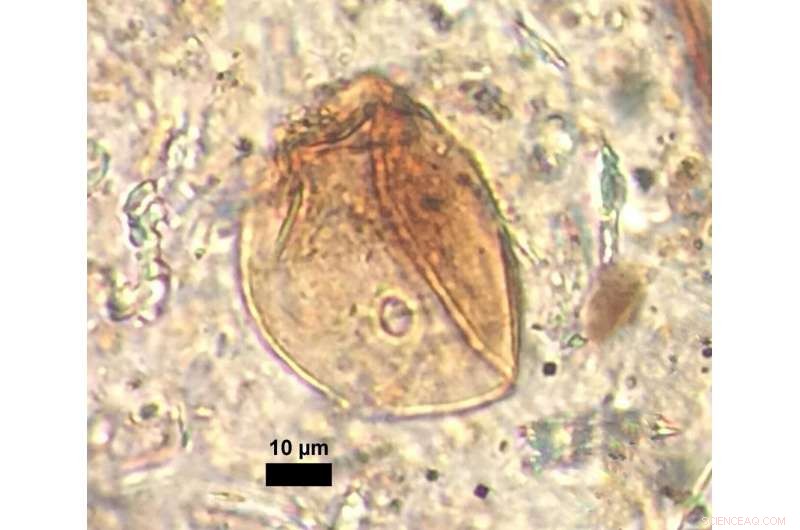 Ancient Greek Markets Decoded: How Cereal, Olive, and Vine Pollen Reveal Economic Integration