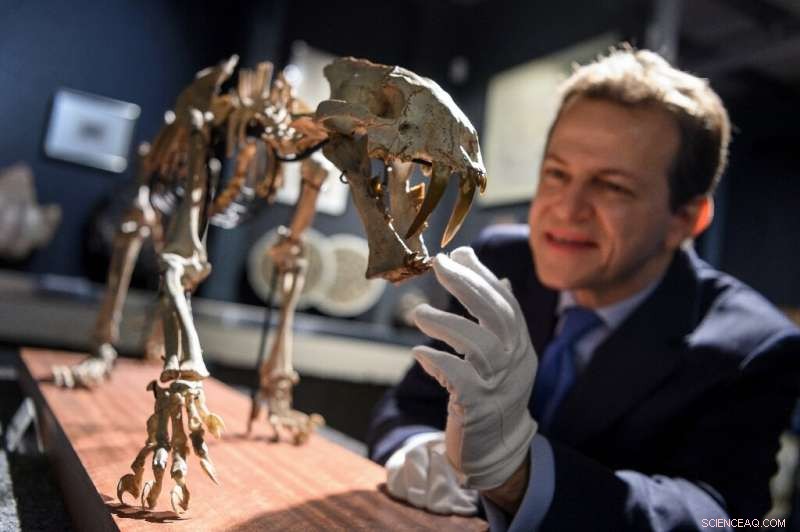 Rare 40‑Million‑Year‑Old Sabre‑Toothed Tiger Skeleton Heads to Geneva Auction