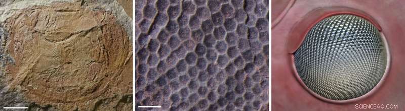 Ancient Marine Creatures  Exceptional Vision Triggered an Evolutionary Arms Race