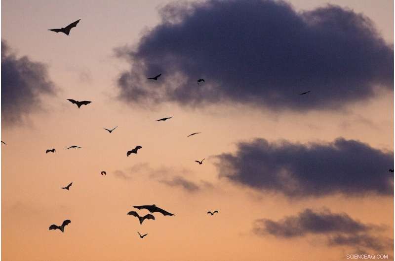 New 16-Million-Year-Old Bat Fossil Unearthed, Offering Insight into Miocene Evolution