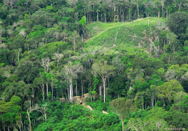 Ancient Amazonian Villages Arranged Like Clock Faces Reveal Early Human Impact